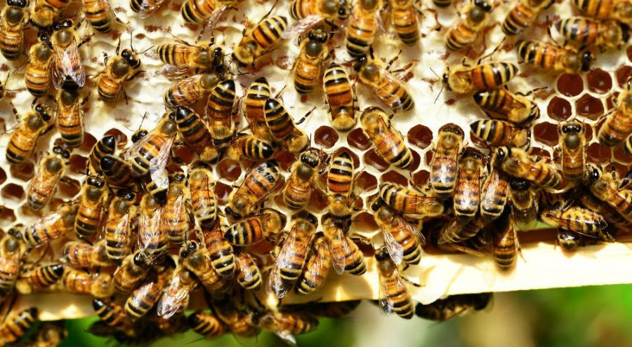 Une histoire des abeilles, la dystopie mielleuse