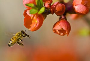 Une abeille qui recueille du pollen