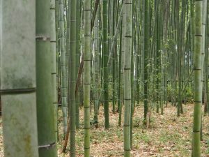 Une forêt de bambous