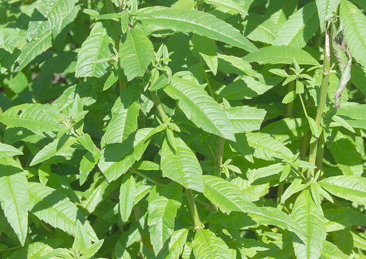 Verveine citronnelle