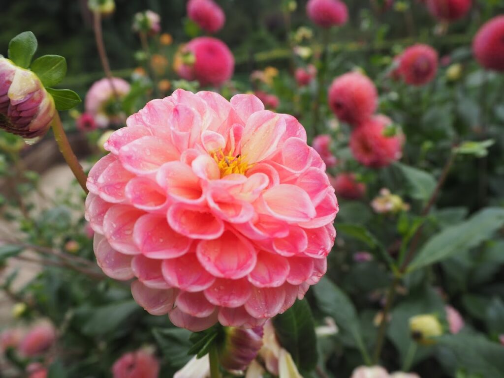 Un très beau dahlia