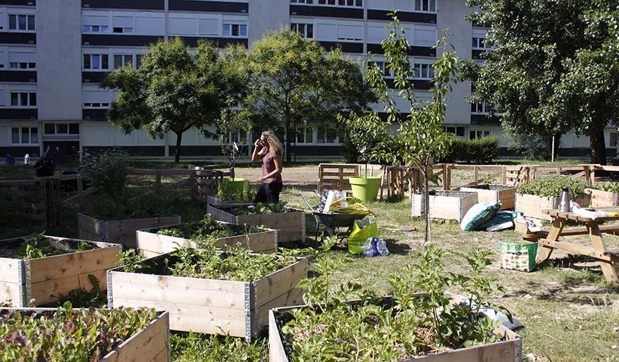 Un potager au coeur des HLM